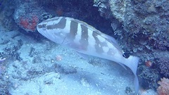 Epinephelus striatus