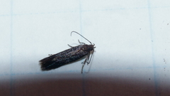 Scrobipalpa