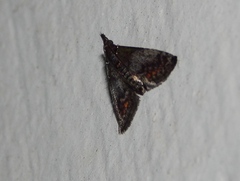 Rhynchopaschia melanolopha