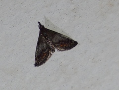 Rhynchopaschia melanolopha