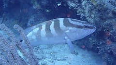 Epinephelus striatus
