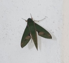 Xylophanes chiron