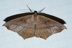 Prochoerodes lineola