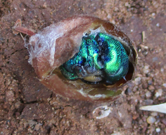 Chrysidoidea