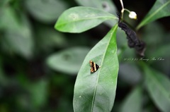 Choreutis basalis