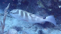Epinephelus striatus