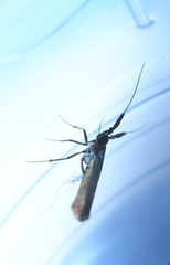 Coleophora mayrella