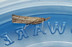 Neodactria luteolellus