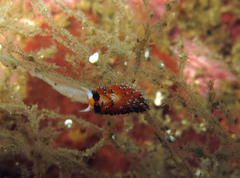 Favorinus tsuruganus