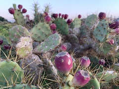 Opuntia