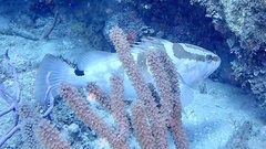 Epinephelus striatus