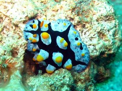 Phyllidia picta