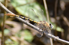 Paragomphus lineatus
