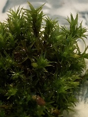 Ulota crispa