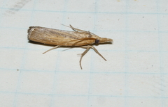 Pediasia trisecta