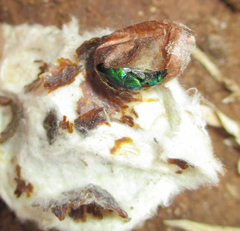 Chrysidoidea