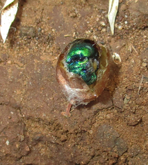 Chrysidoidea