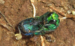 Chrysidoidea