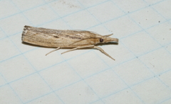 Pediasia trisecta