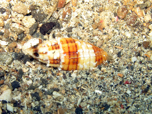 Quasimitra puncticulata observed 2013-06-21