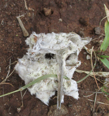 Chrysidoidea