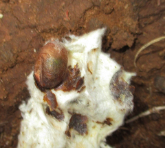 Chrysidoidea