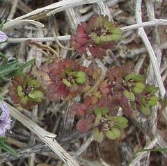Lepidium lasiocarpum