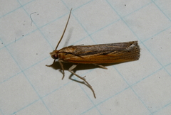 Pediasia trisecta
