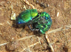Chrysidoidea