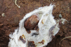 Chrysidoidea