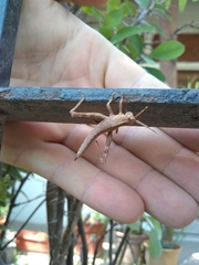 Coryacris angustipennis