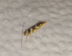 Argyresthia goedartella
