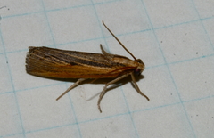 Pediasia trisecta