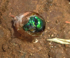 Chrysidoidea