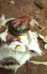 Chrysidoidea