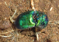 Chrysidoidea