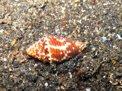 Conus acutangulus