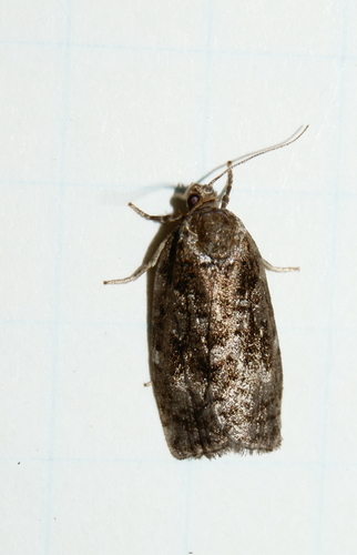 Spruce Budworm Moth photo 6