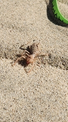 Eremobates kraepelini