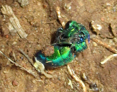 Chrysidoidea