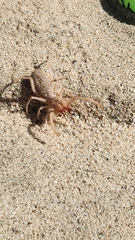 Eremobates kraepelini