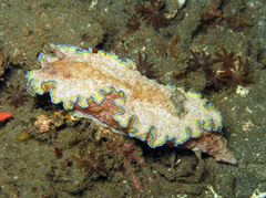 Glossodoris acosti