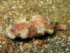 Glossodoris acosti