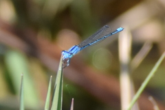 Pseudagrion spencei