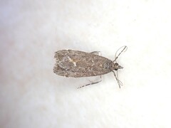 Eudonia submarginalis