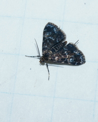 Elophila obliteralis