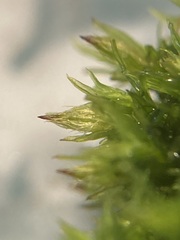 Ulota crispa