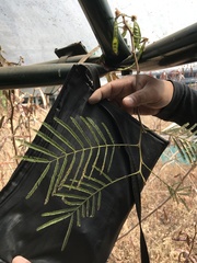 Acaciella angustissima