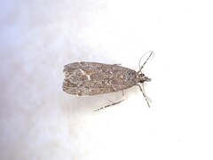 Eudonia submarginalis