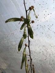 Acaciella angustissima